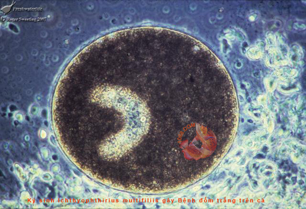 Ký sinh trùng Ichthyophthirius multifiliis gây Bệnh đốm trắng trên cá